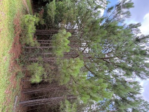 LAND - Barnwell, SC