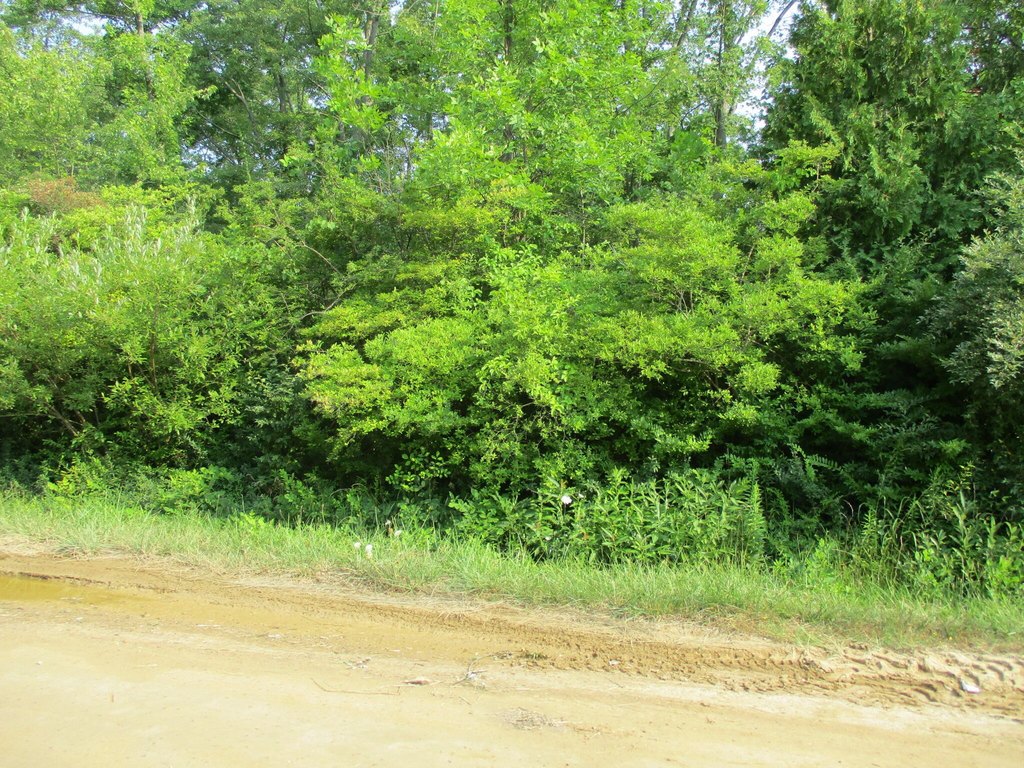 Picture 6
