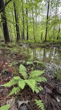 Secluded Dunlap Land with Creek
