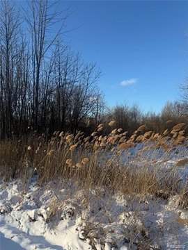 Vacant Land in Clinton Twp