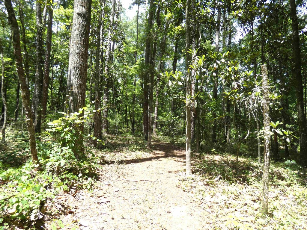 Picture 5