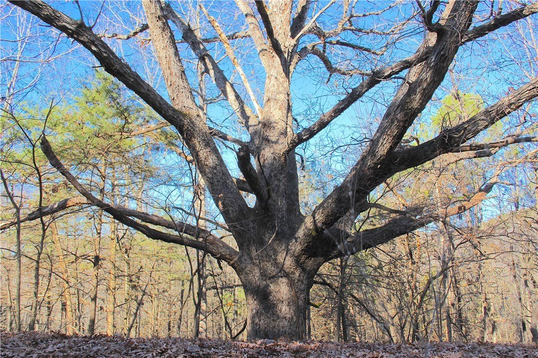 45 Acres Land in Berryville