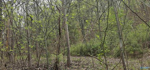 Secluded Wooded Homesite in Attalla