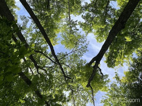 Remote Recreational Land For Sale