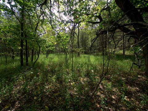 Wooded Acreage