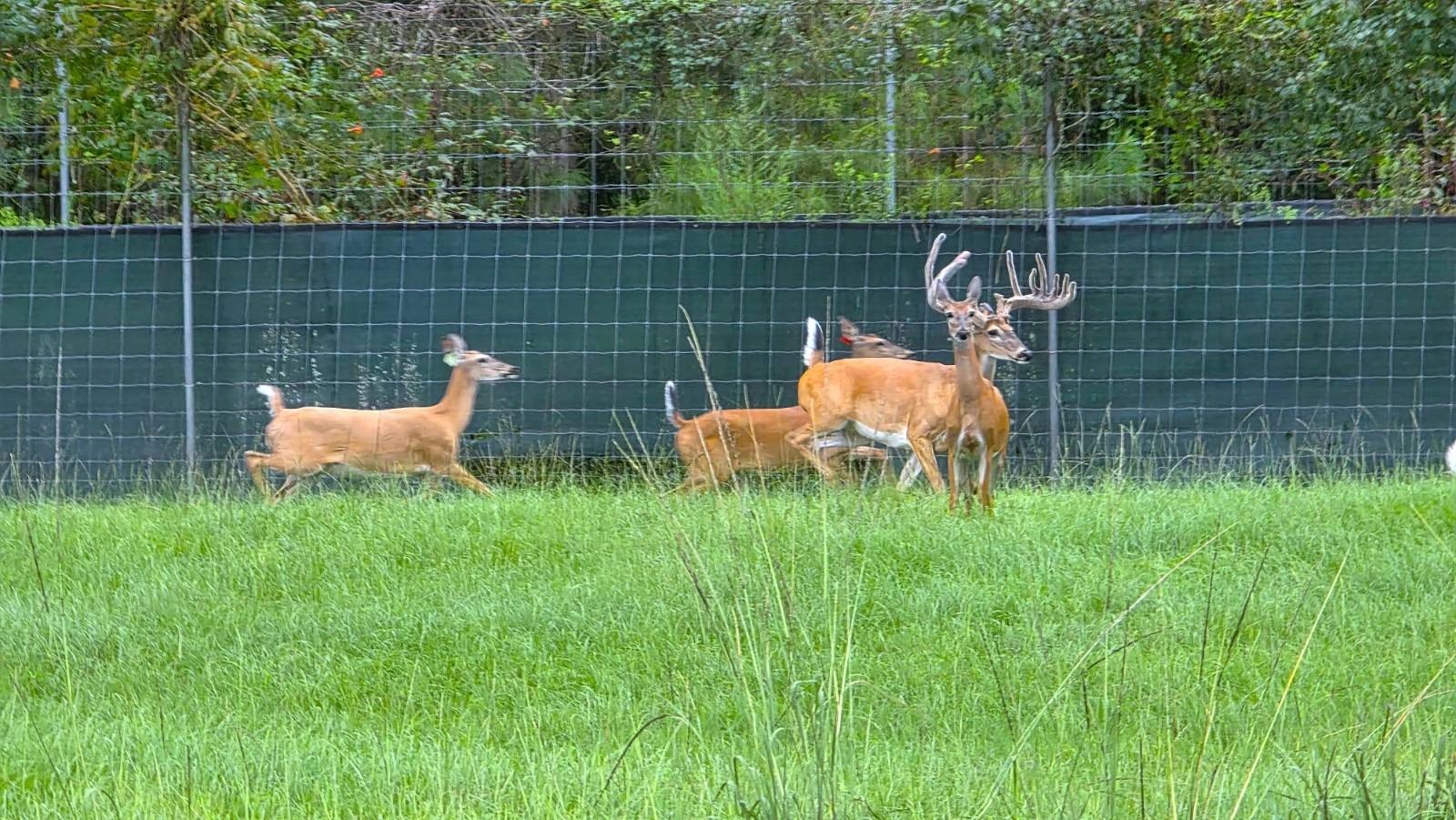 Alabama Hunting Sanctuary and Estate
