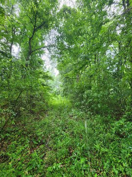 22.88 Acres Hunting/Homesite Land