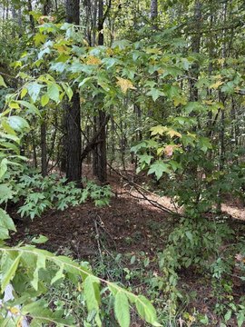 Land, Milledgeville, GA