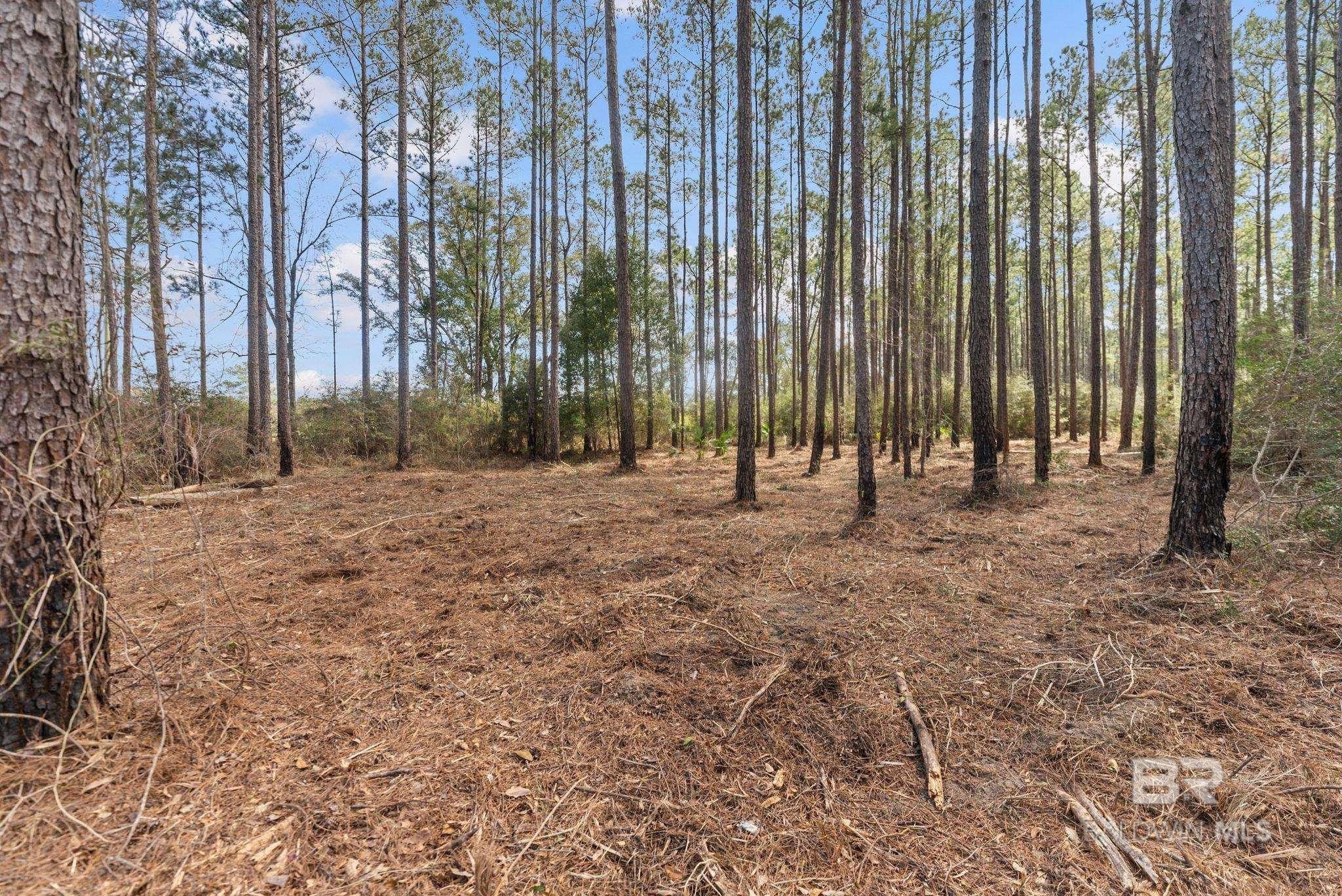 Spacious Land Near Alabama-Florida Line