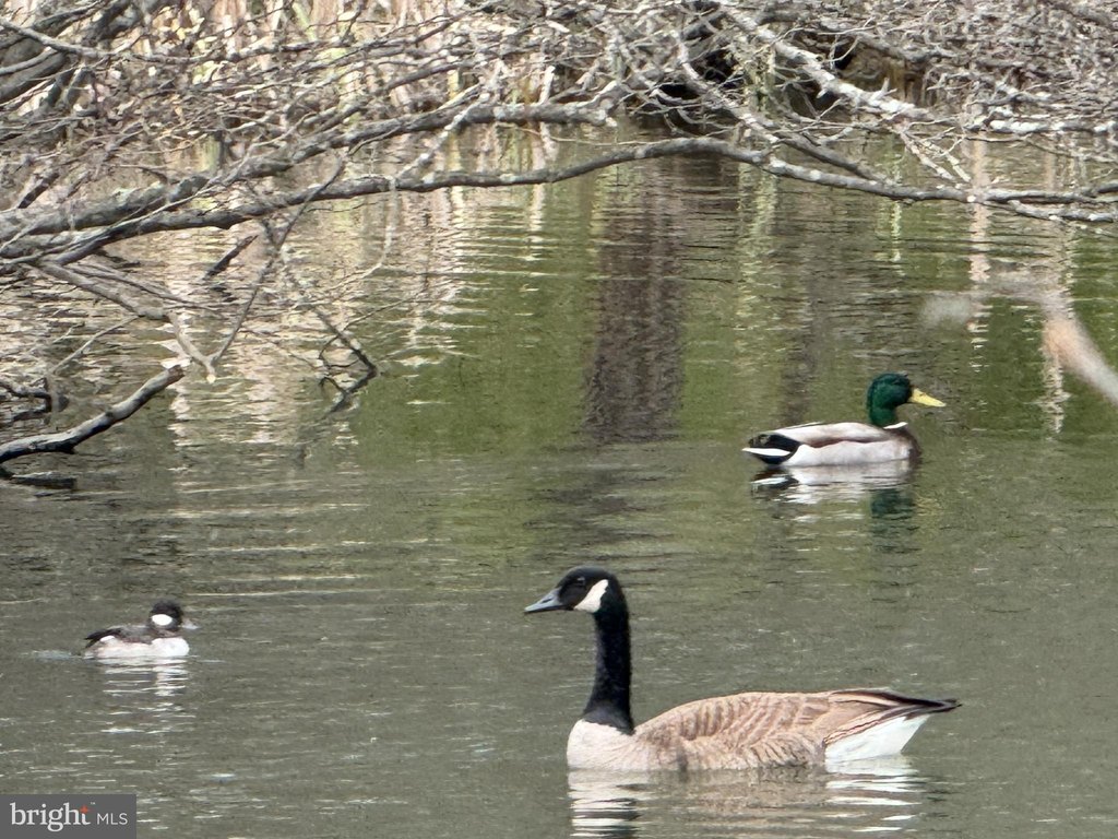 Picture 52