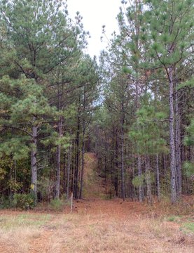 Farmland Tract with Paved Road Frontage