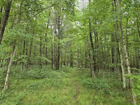 Wooded Lot with Septic System