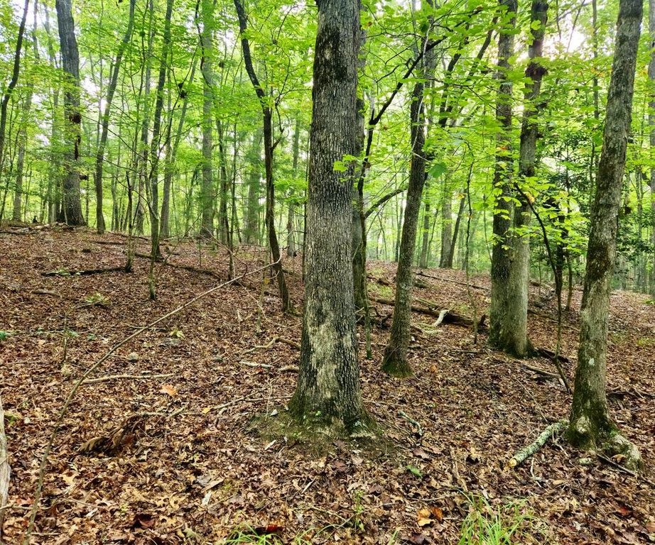 Picture 31