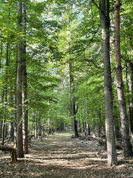 Land Near Croswell, Michigan