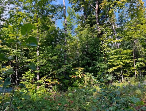 Land, Brutus, MI