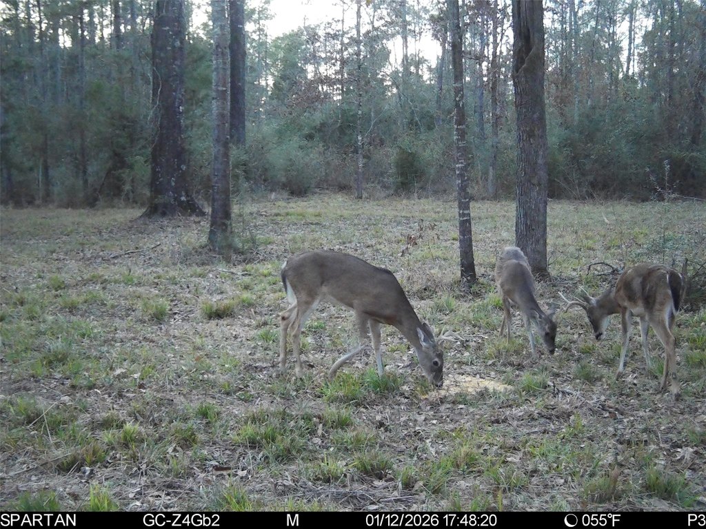 Picture 15