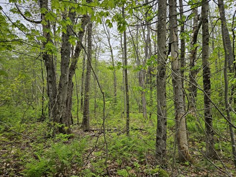 New Sharon Land Opportunity