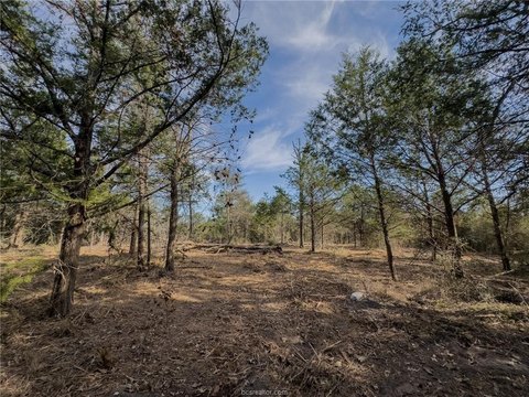 Wooded Lot Near Lake Somerville