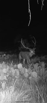 Recreational Hunting Land Tract