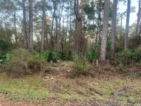 Apalachicola Wooded Homesite Opportunity