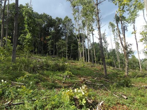Unrestricted Land Near Blue Ridge