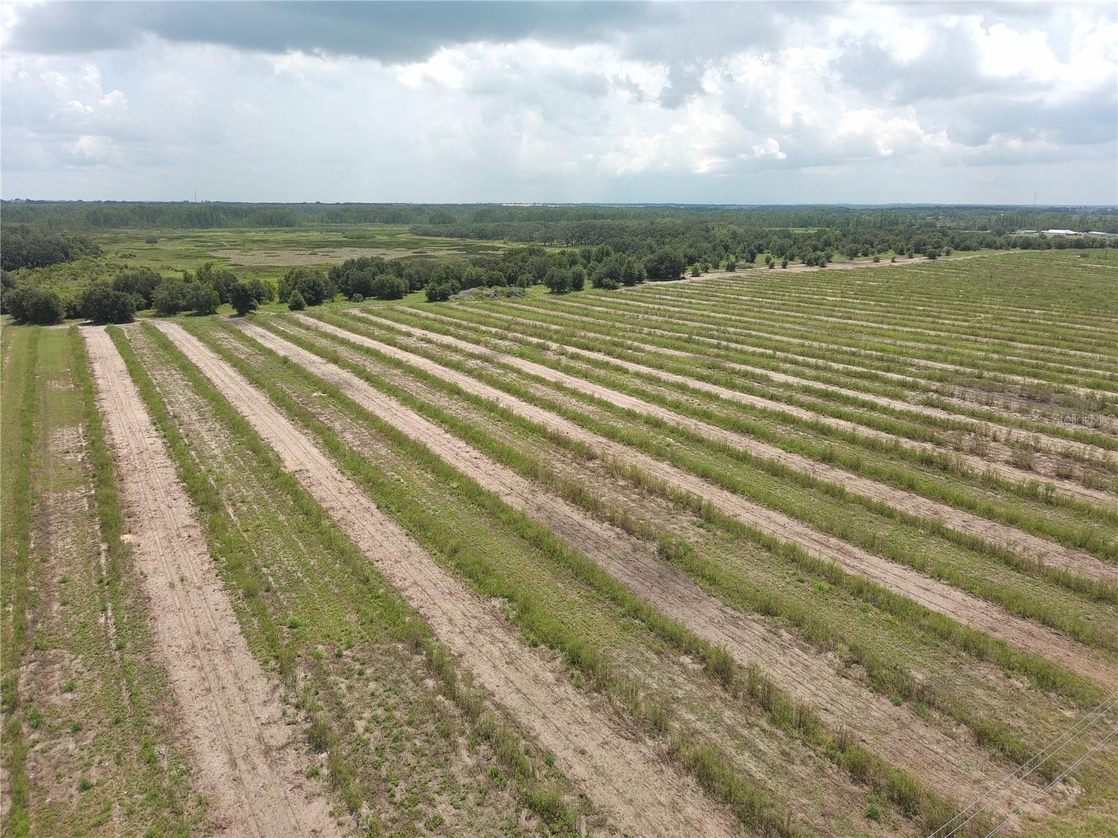 Haines City Land with Potential