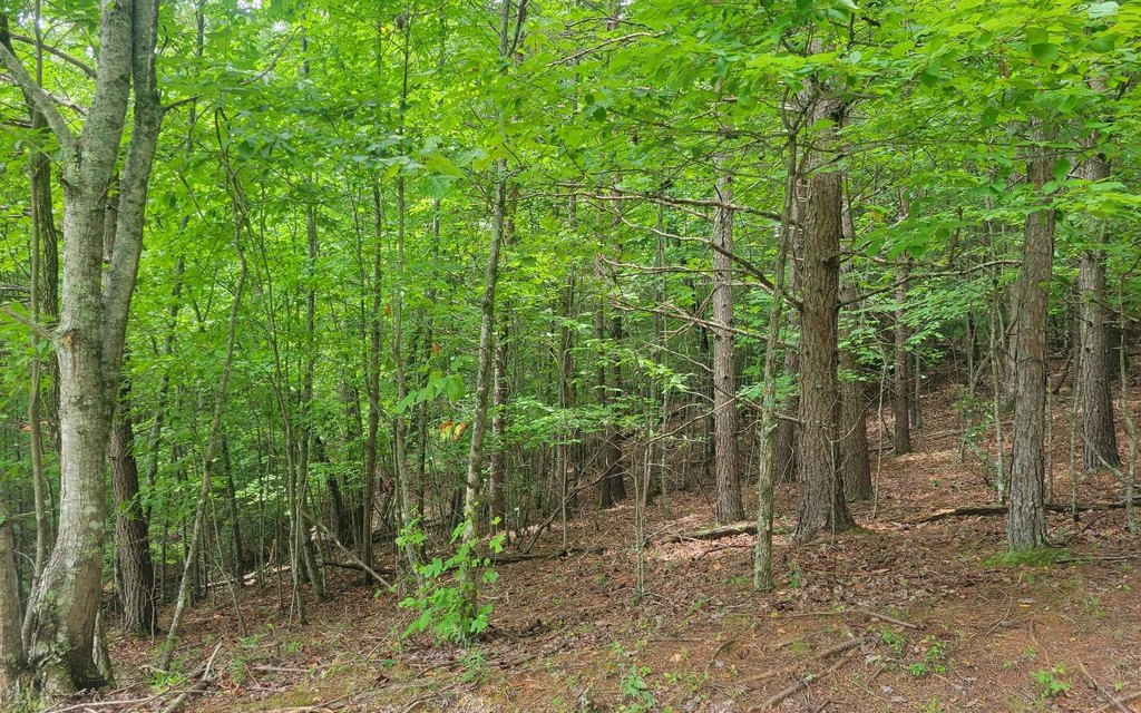 Picture 7
