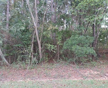 Land, Santee, SC