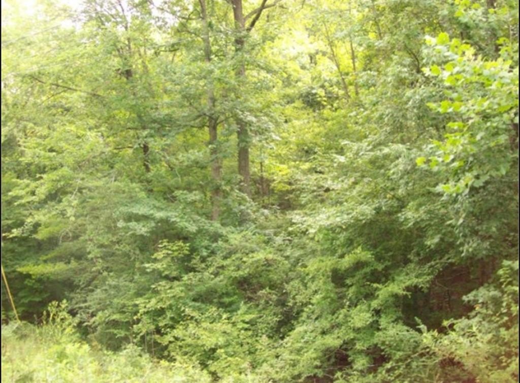 Land in Chatsworth, Georgia