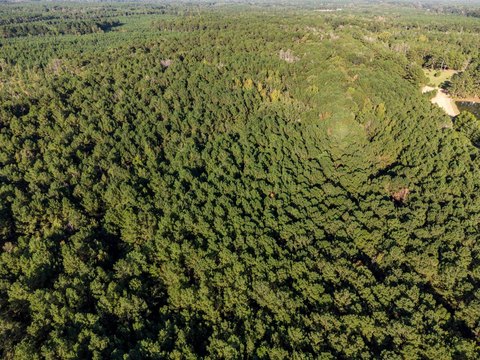 Wooded Hunting Land Tract