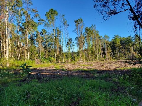 Cleared Land in Waycross, GA
