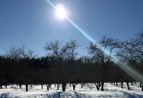 Galway Vacant Land with Orchard