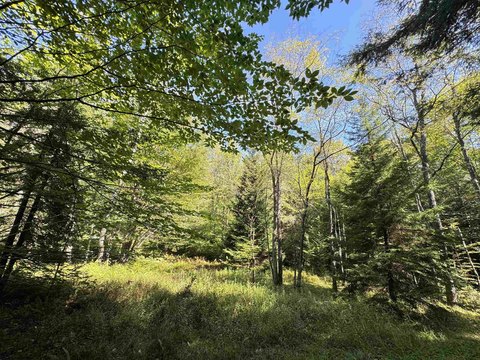 Lots/Land, Davis, WV