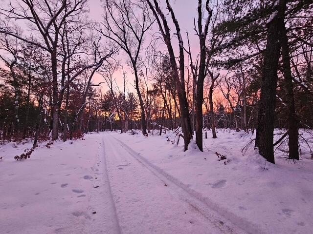 20 Acres Wooded Land Hesperia
