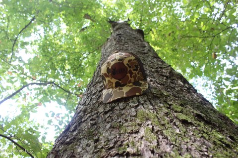 Brookhaven Land with Creek