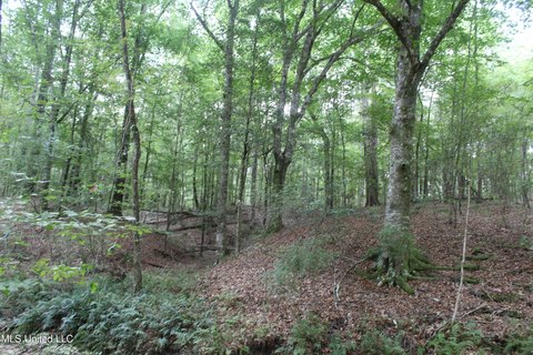 Brookhaven Land with Creek