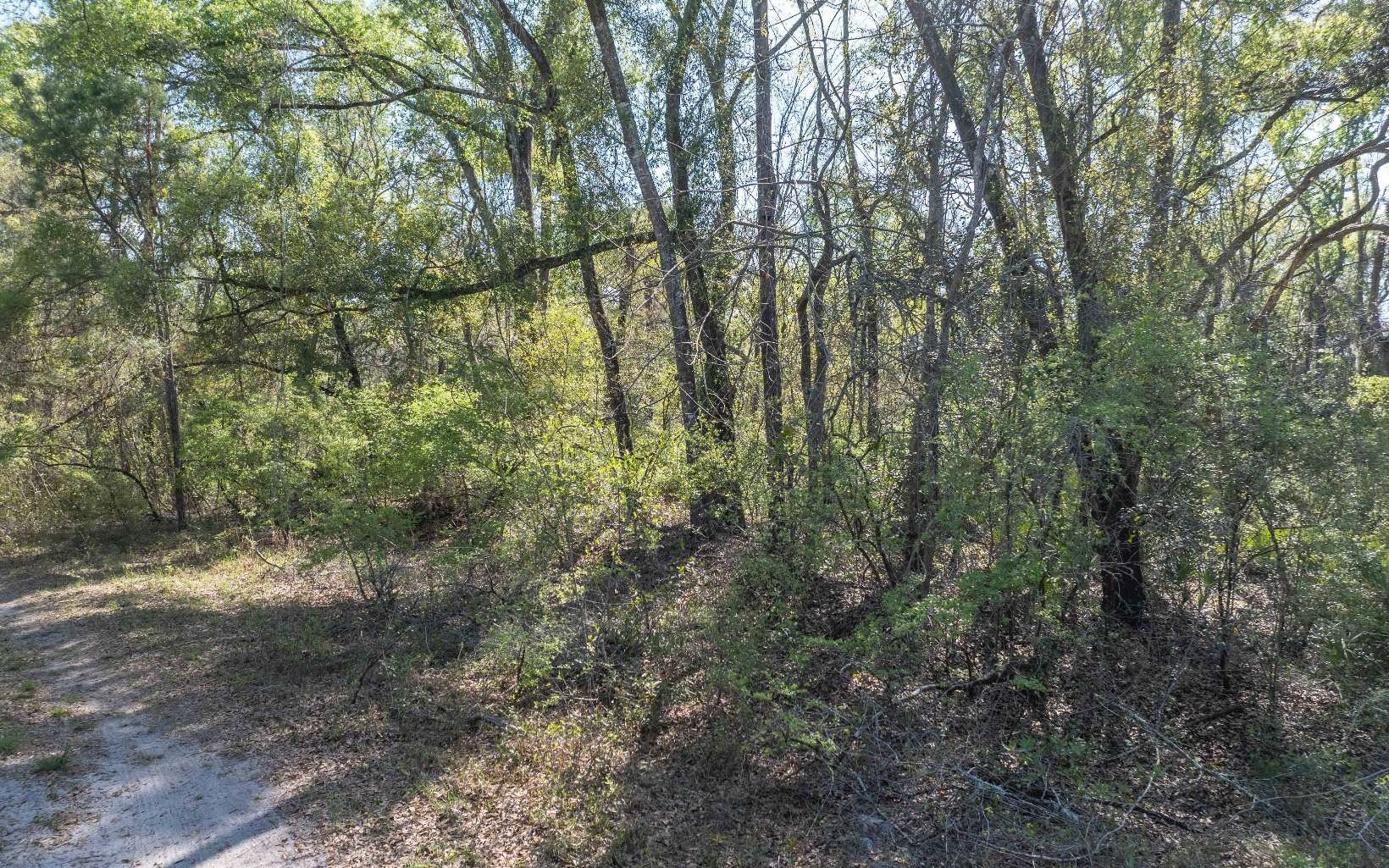 Wooded Residential Lot in Live Oak