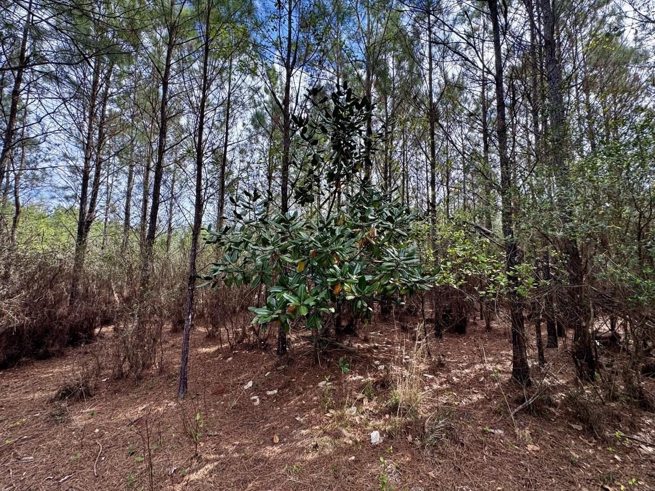 15.66 Acres Near Madison, FL
