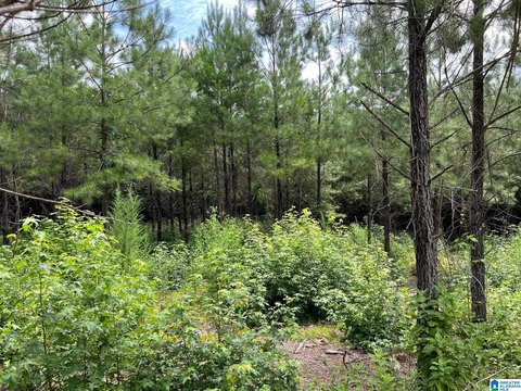 Unrestricted Acreage in Brierfield, Alabama