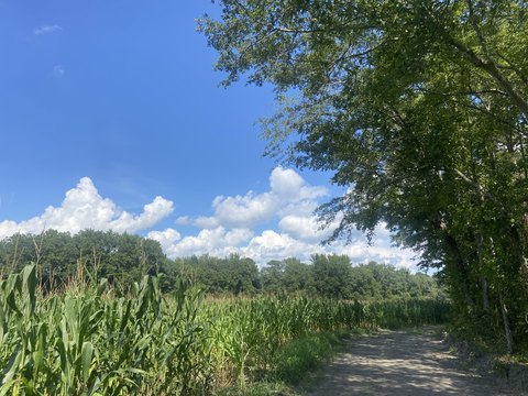 2.7 Acres in Manning, SC