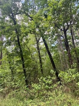Lakefront Land in Etoile, TX