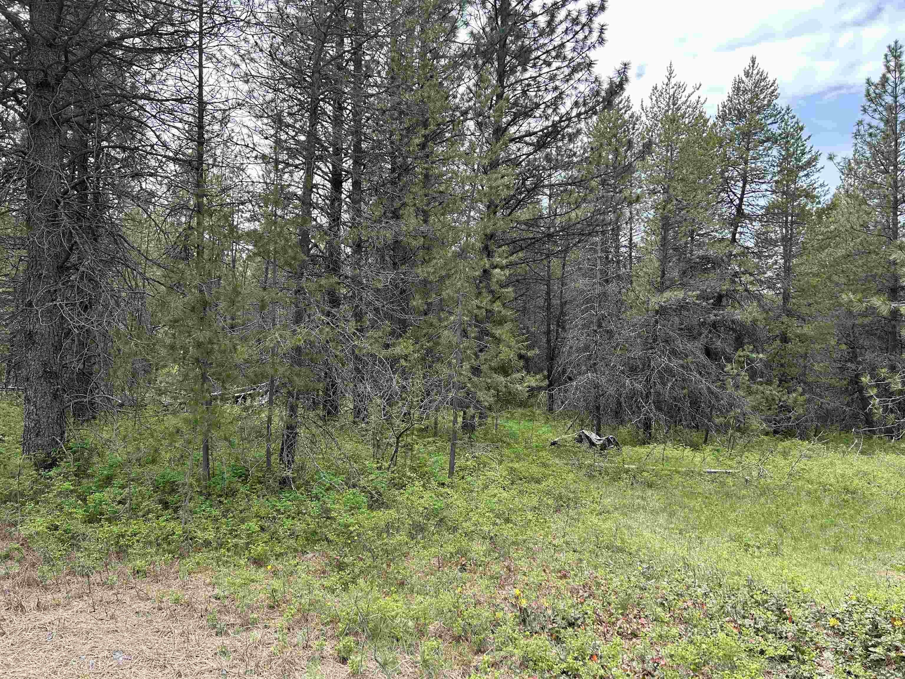 Treed Land Parcel, Deer Park