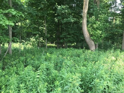 LAND - Athens, WI