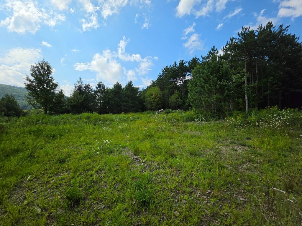 Picture 7