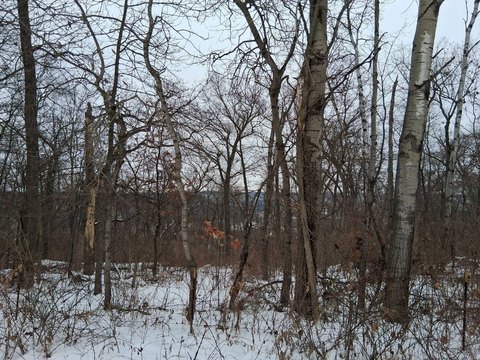 Wooded Land with Rolling Meadow