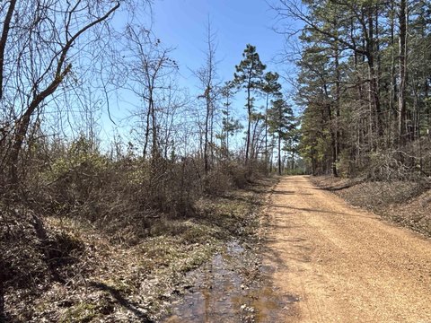 66.5 Acres Timberland Investment