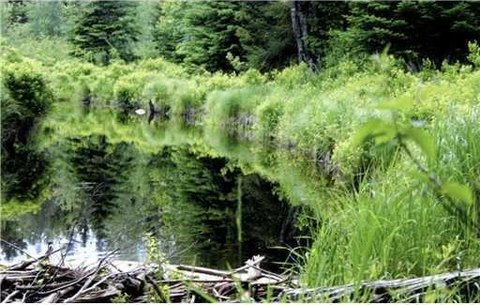 Marshfield Land by Middle River