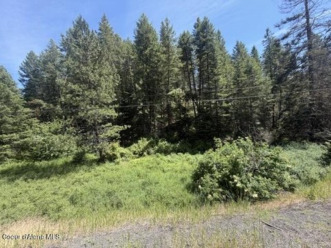 Heavily Treed Land Near St. Maries