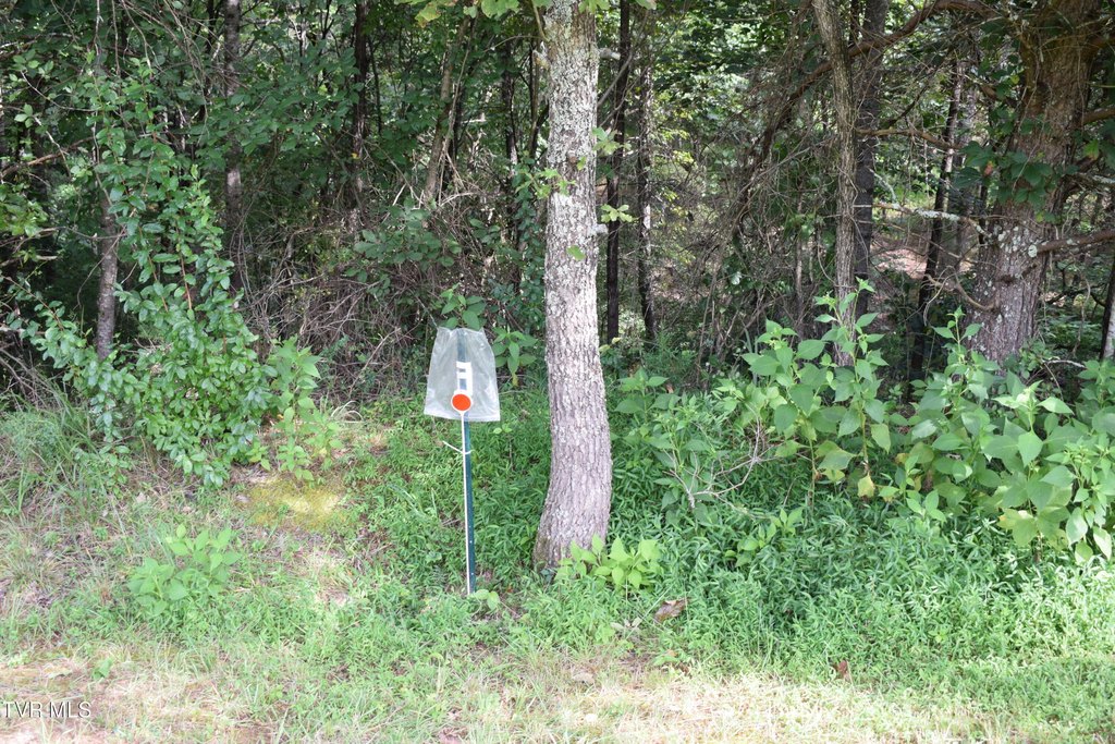 Picture 31