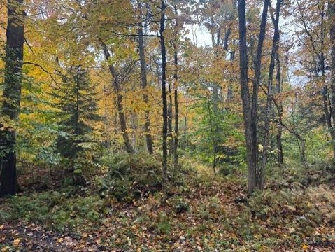 Land, Redfield, NY